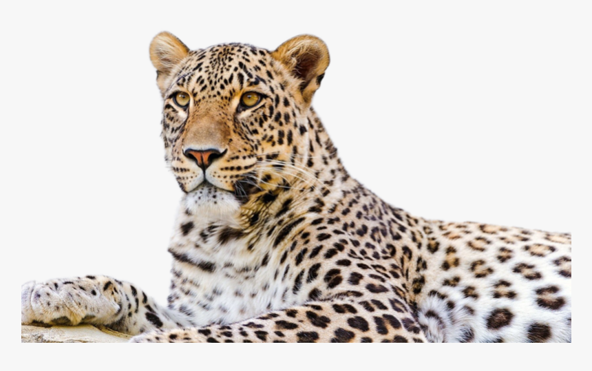 Persian Leopard Snow Leopard Desktop Wallpaper Felidae - Amur Leopard Png, Transparent Png, Free Download