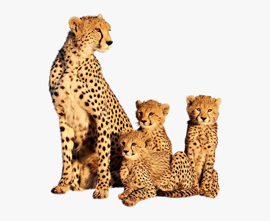 Cheetah And Its Cubs, HD Png Download, Free Download