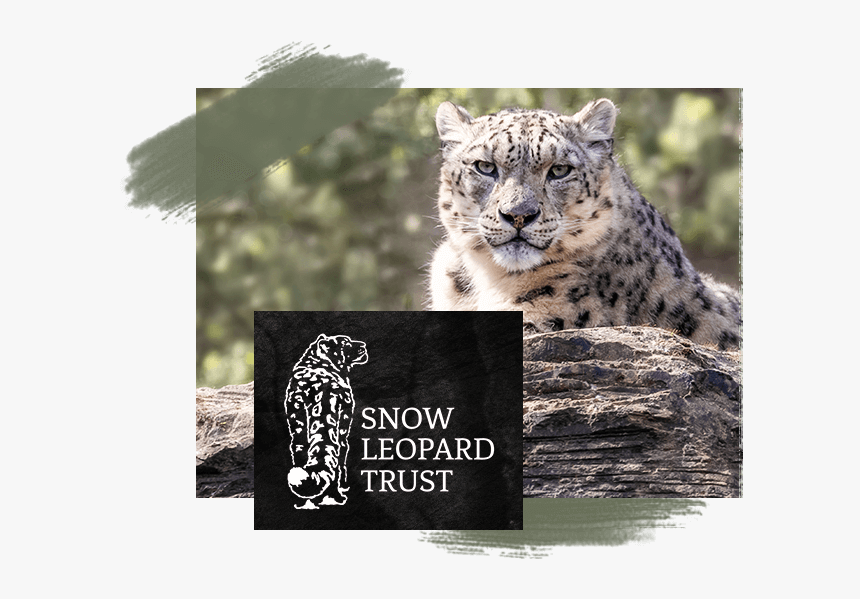 Snow Leopard, HD Png Download, Free Download