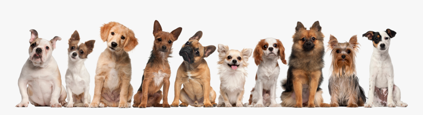 Transparent Background Dogs Png, Png Download, Free Download