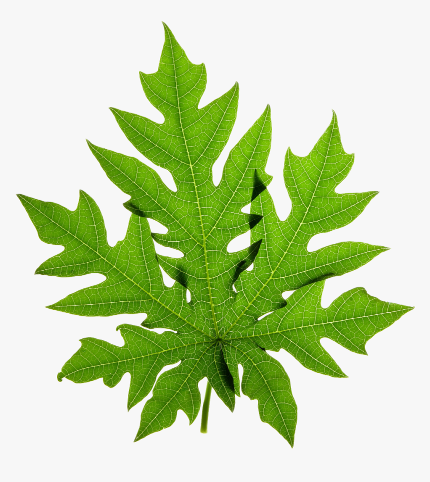 Papaya Stock Photography Clip Art - Papaya Leaf Png, Transparent Png, Free Download