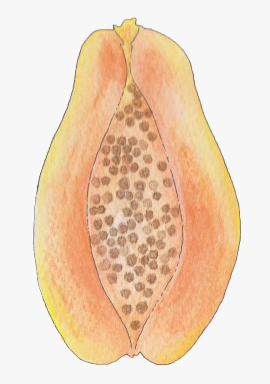 Papaya Drawing Botanical - Grape, HD Png Download, Free Download