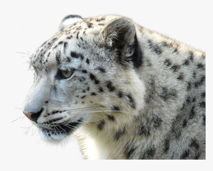 Leopard, Wild Animal, Wildcat, Big Cat, Safari, Africa - Snow Leopard White Tiger, HD Png Download, Free Download