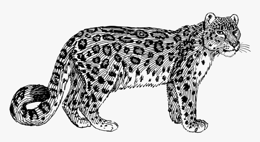Free Vector Snow Leopard - Snow Leopard Clipart Black And White, HD Png Download, Free Download