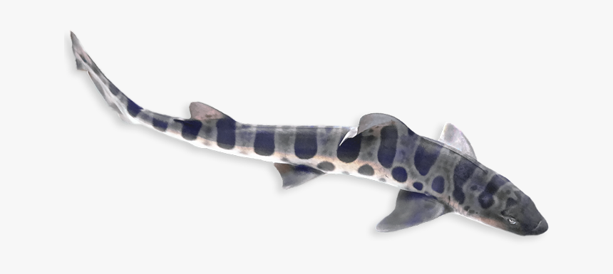 Pacific Sturgeon, HD Png Download, Free Download