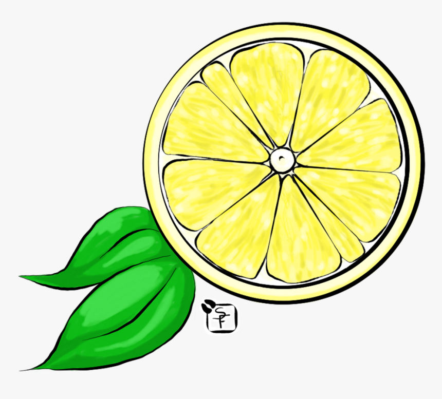 Transparent Lemon Slices Clipart - Lemon Drawing, HD Png Download, Free Download