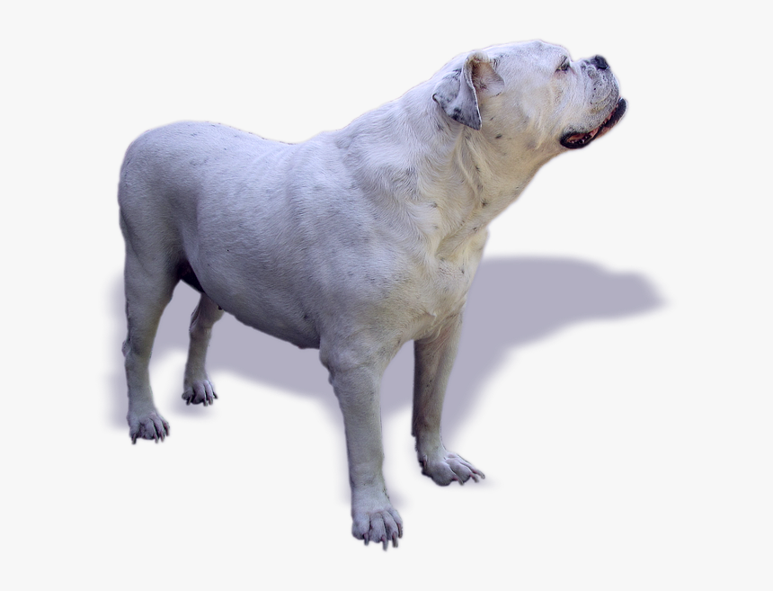 Dog, Bulldog, Oldebulldog, Old English Bulldog - Buldogangielski Png, Transparent Png, Free Download