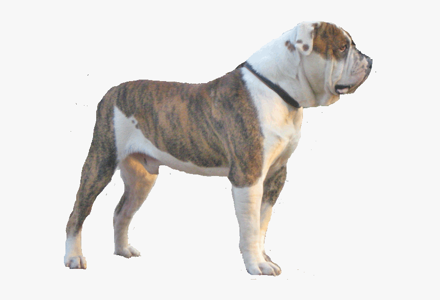Alpha Blue Blood Bulldog Png , Png Download - Transparent American Bulldogs, Png Download, Free Download