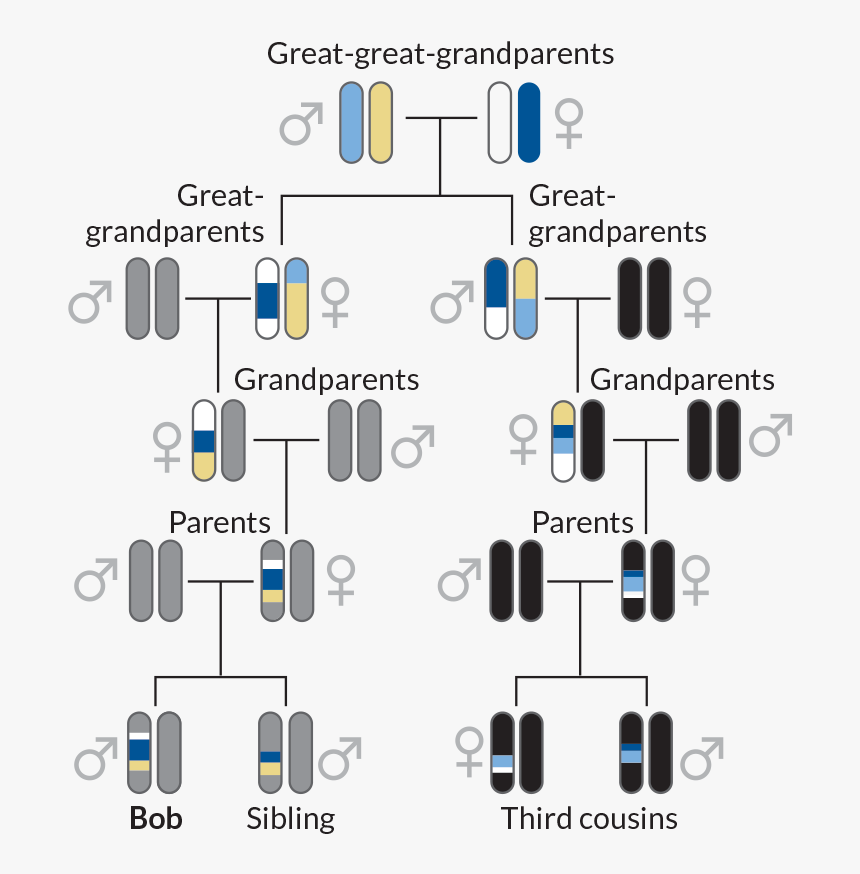 Dna Family Relationship Analysis, HD Png Download, Free Download