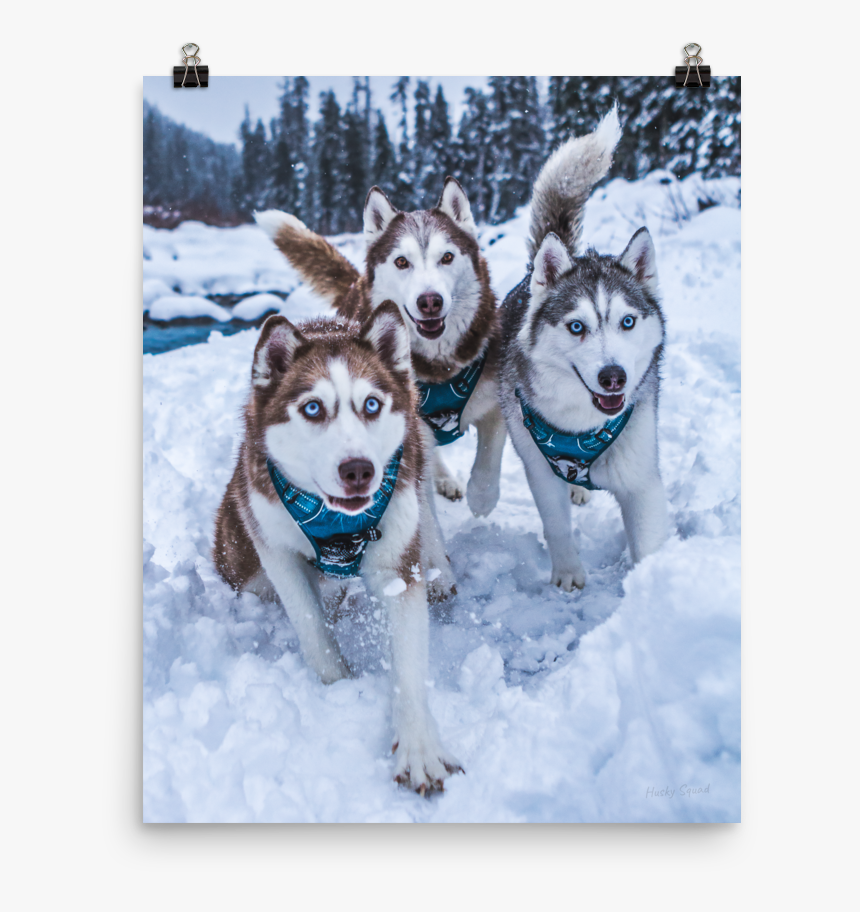 First Snow Poster - Poster Husky, HD Png Download, Free Download