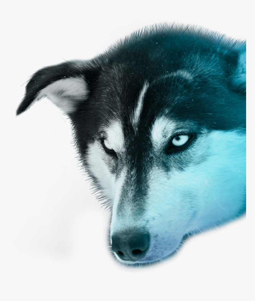 Transparent Husky Png, Png Download, Free Download