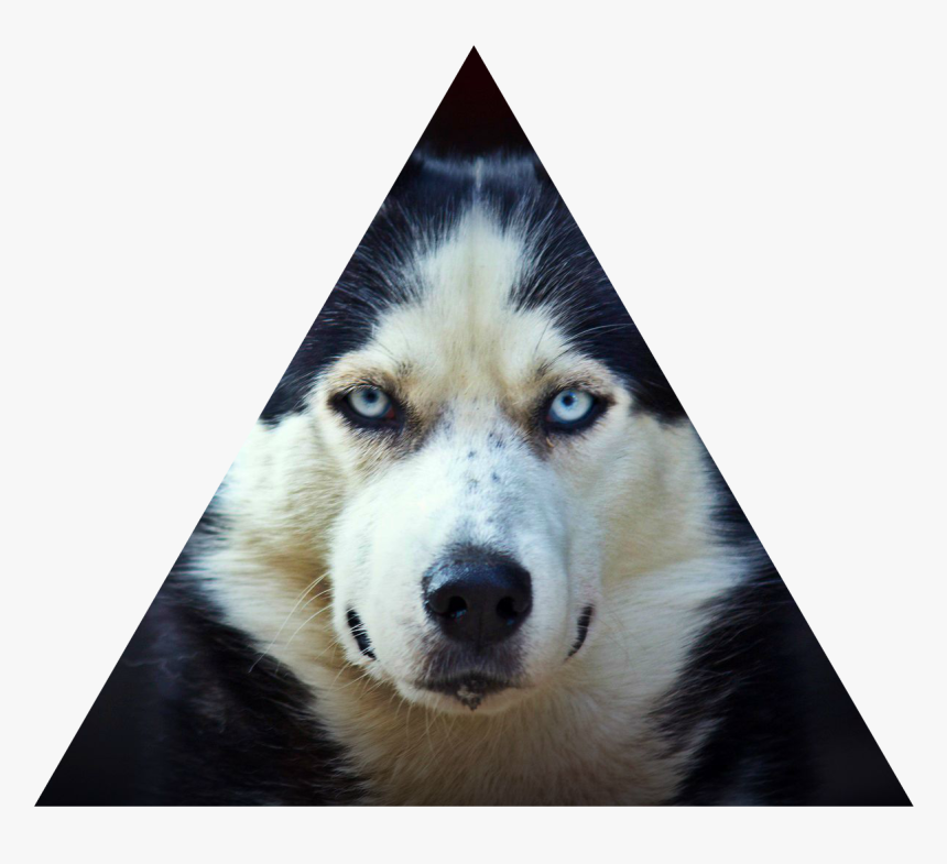Transparent Husky Png - Siberian Husky, Png Download, Free Download