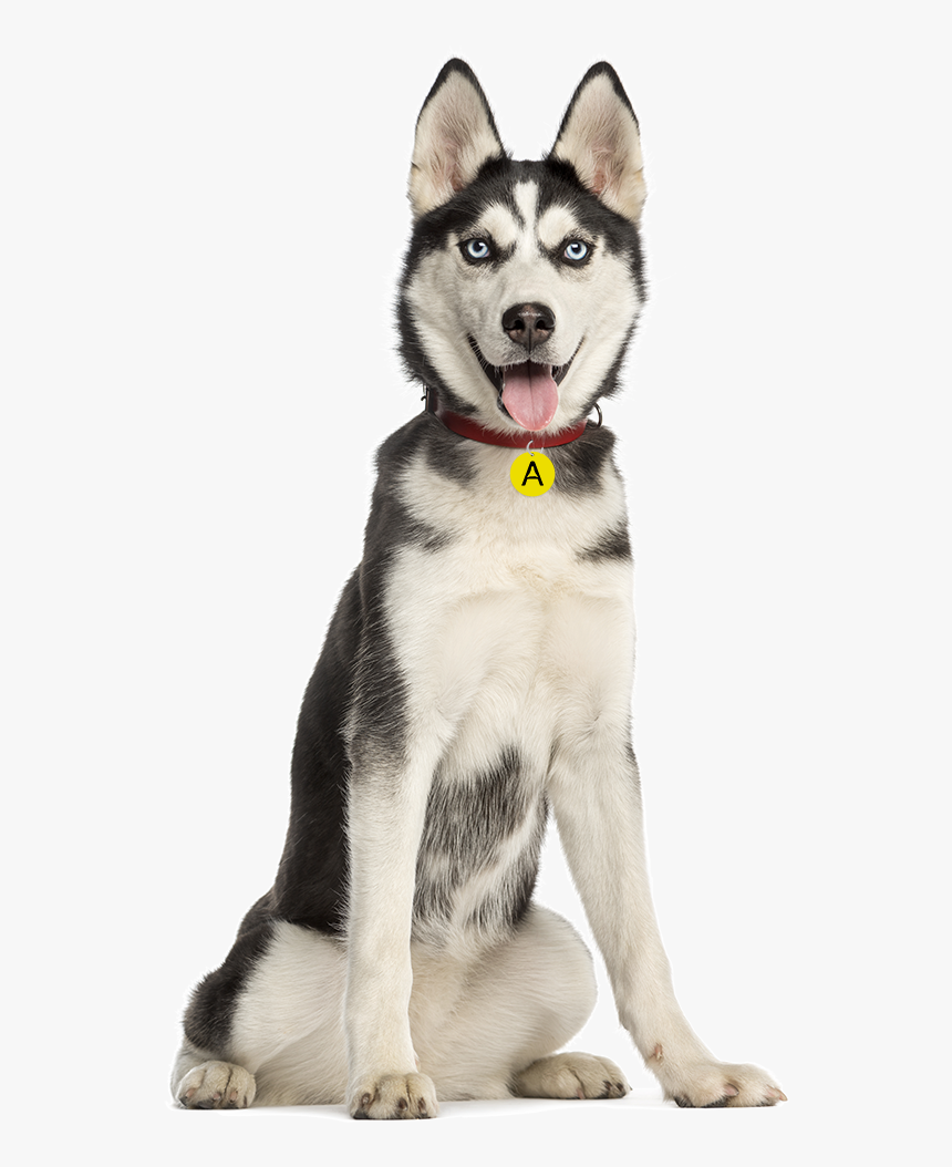 Husky Png - Alaskan Malamute Vs Huskey, Transparent Png, Free Download