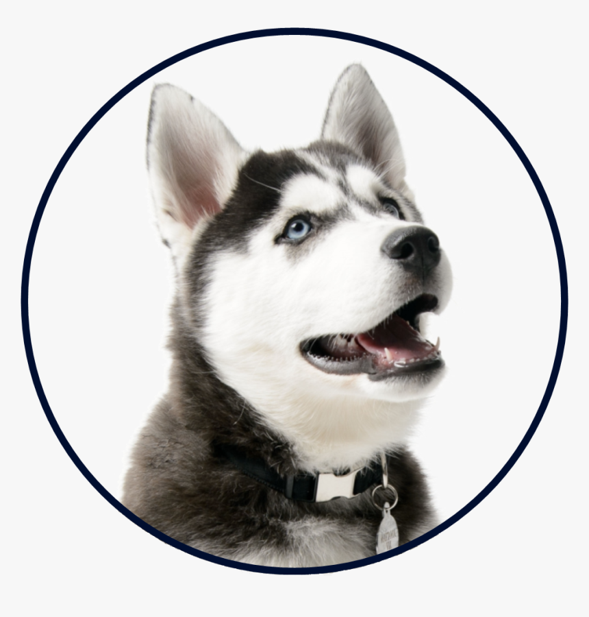 Sakhalin Husky, HD Png Download, Free Download