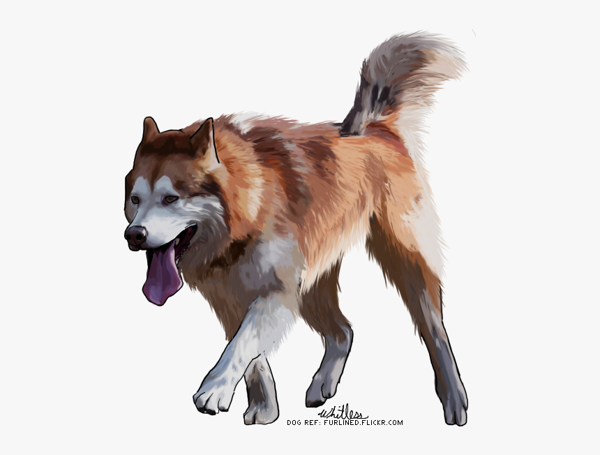 Mackenzie River Husky, HD Png Download, Free Download