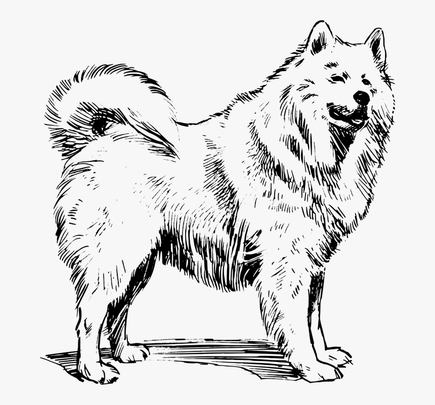 Dog, Husky, Animal, Biology, Mammal, Pet, Zoology - Canadian Eskimo Dog Drawing, HD Png Download, Free Download