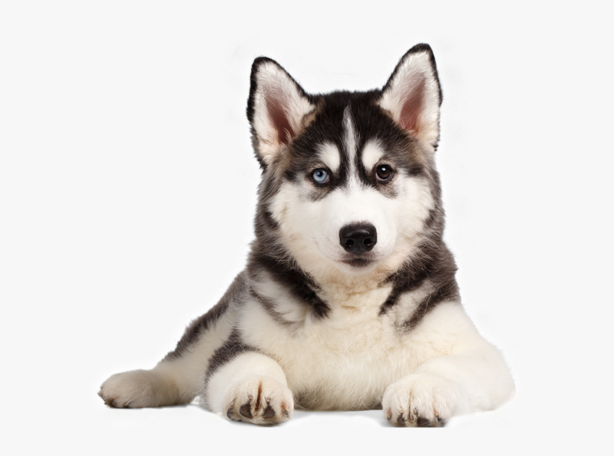 Chó Husky - Cachorro De Los Lobos Siberianos, HD Png Download, Free Download