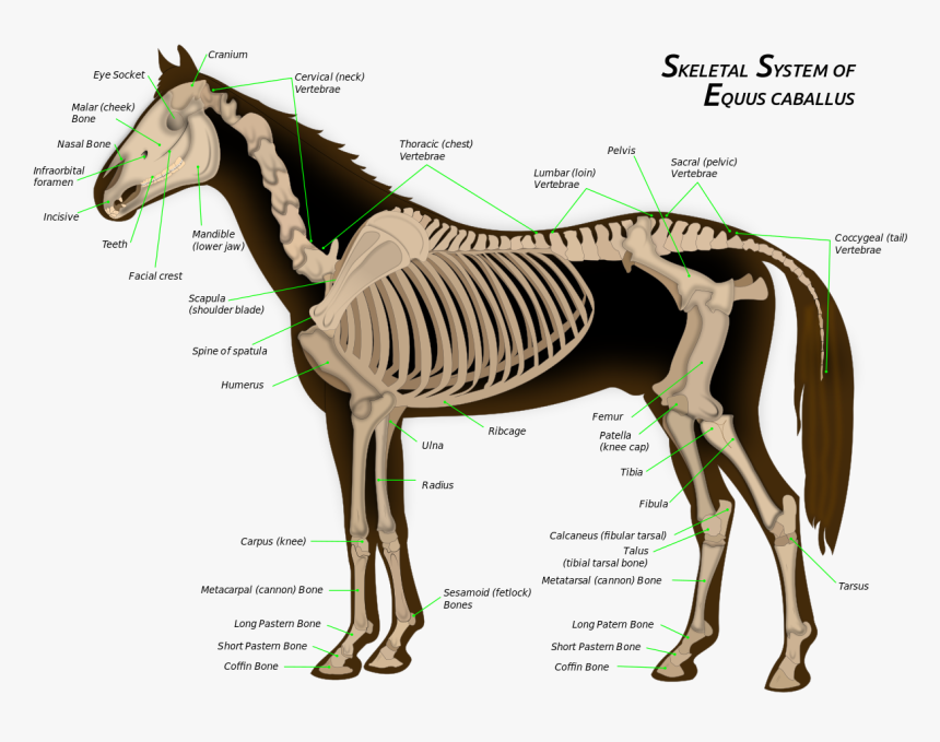 Skeletal System Of A Horse, HD Png Download, Free Download