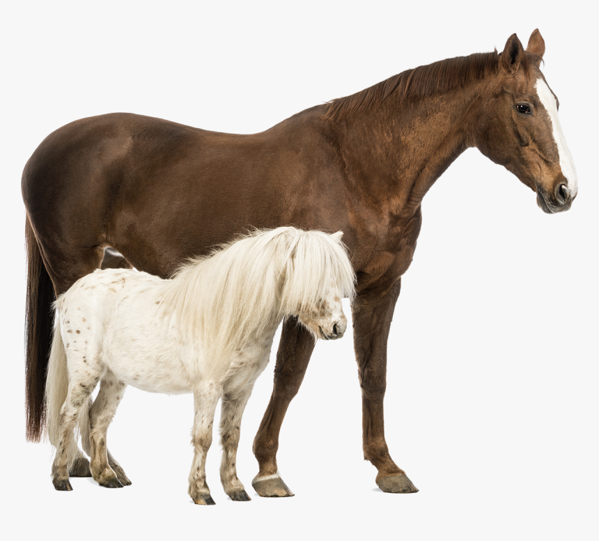 Shetland Pony Belgian Horse Welsh Pony And Cob Stock - Horse And Pony Together, HD Png Download, Free Download