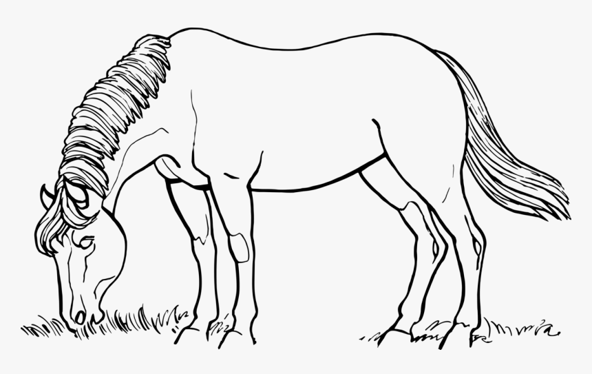 Horses Png Black And White - Horse Black And White Drawing, Transparent Png, Free Download