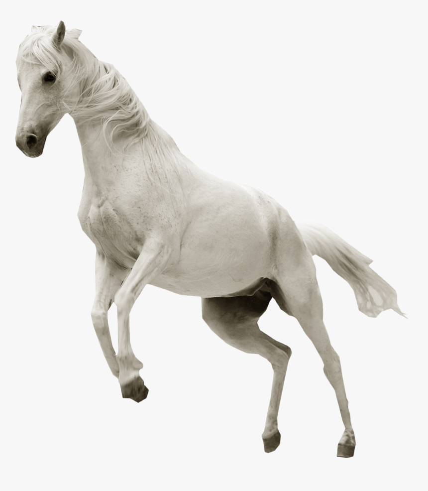 Jumping White Horse Png, Transparent Png, Free Download