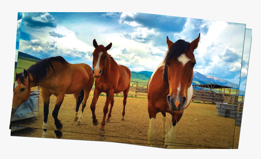 Transparent Horses Png - Mustang Horse, Png Download, Free Download