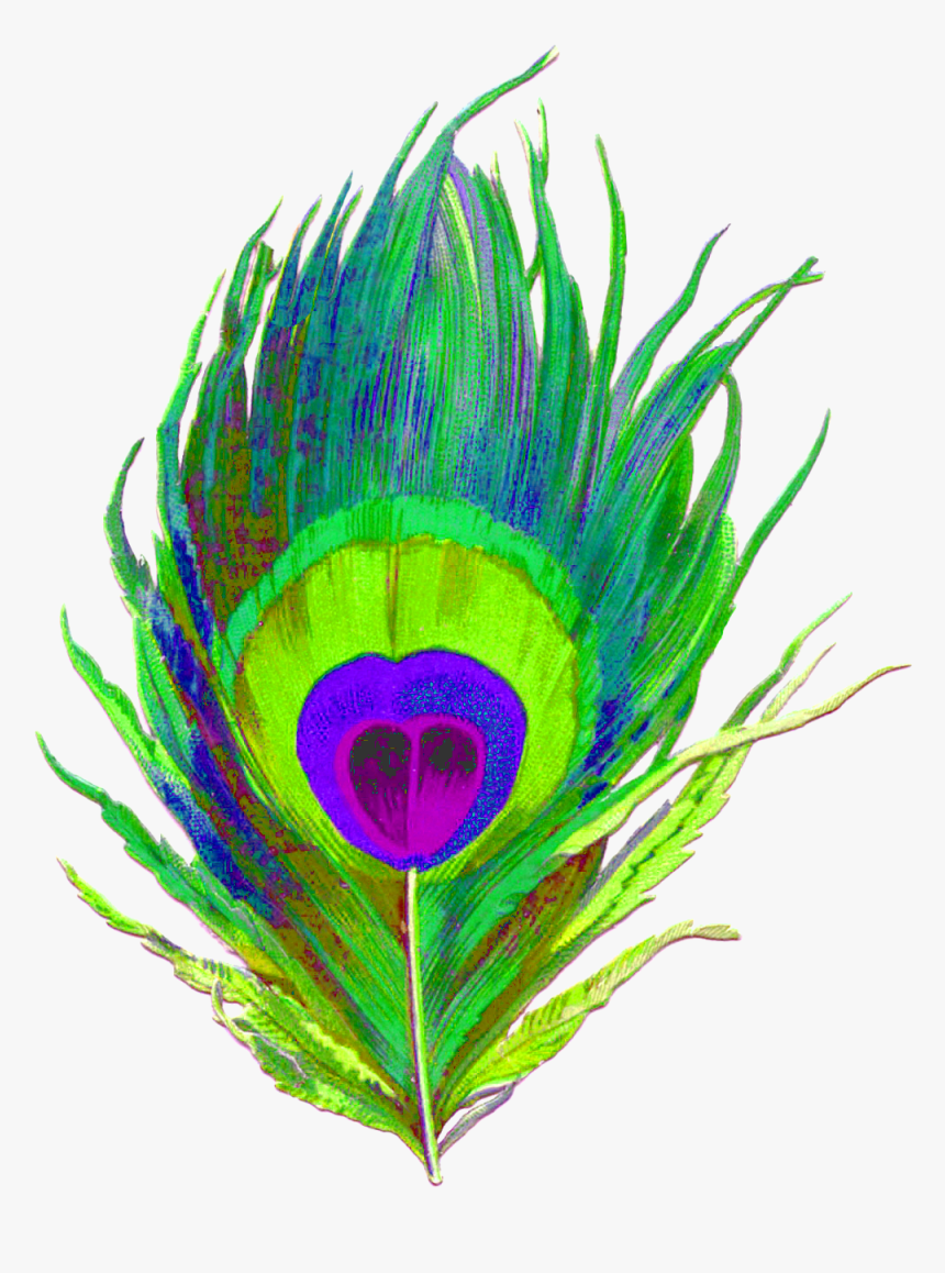Clipart Peacock Feather Png Transparent Png , Png Download - Peacock Feather Png Logo, Png Download, Free Download