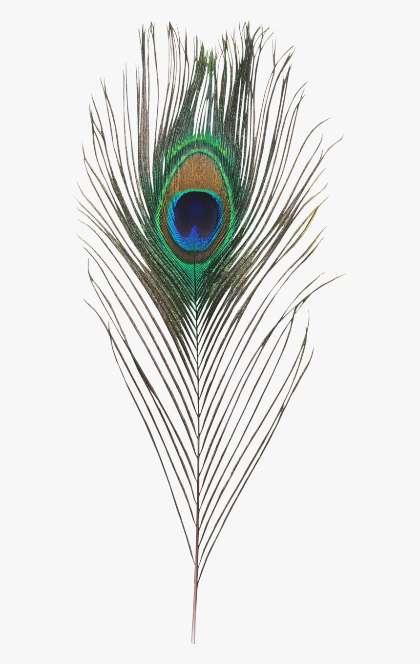 Transparent Peacock Feather Png - Peacock Feather Hd Png, Png Download, Free Download