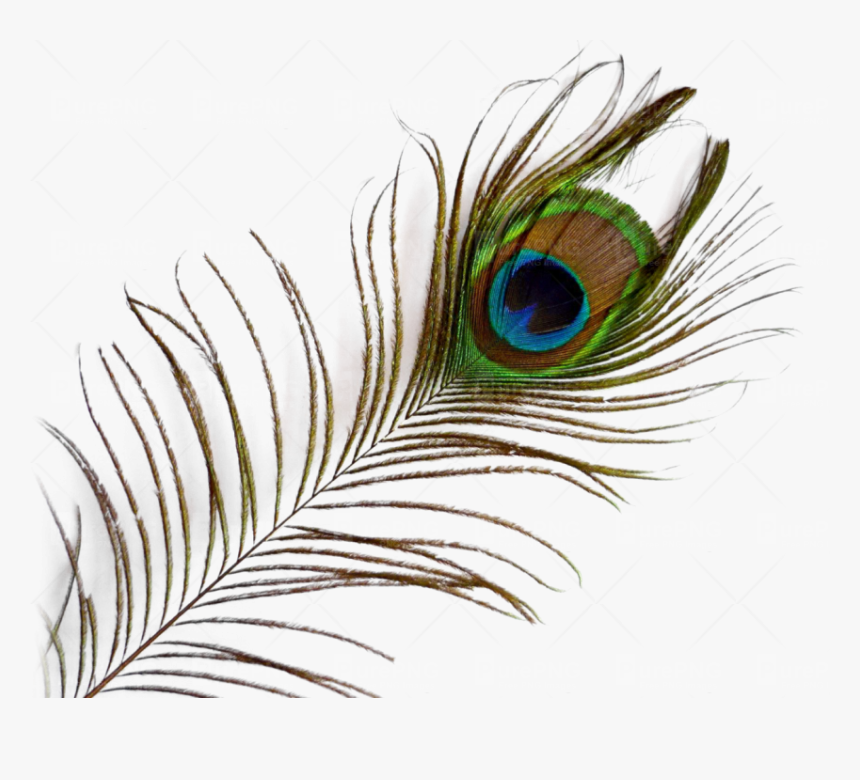 Single Peacock Feathers With Flute Png Download - Transparent