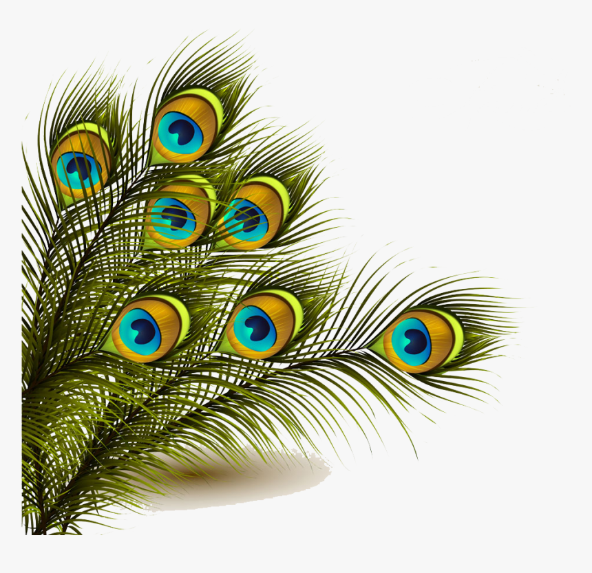 Peafowl Feather Clip Art - Peacock Feather Png, Transparent Png, Free Download