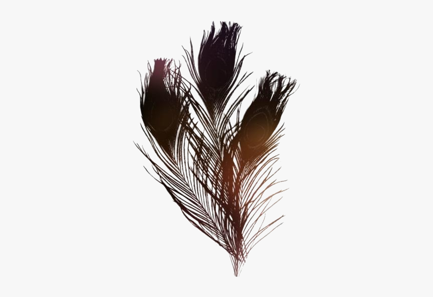 Peacock Feather Png Transparent Images - Transparent Background Peacock Feathers Png, Png Download, Free Download