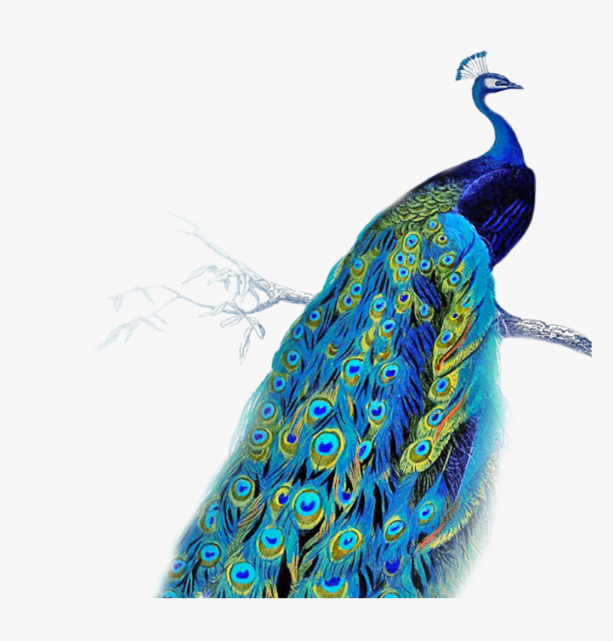 Peacock Png, Transparent Png, Free Download