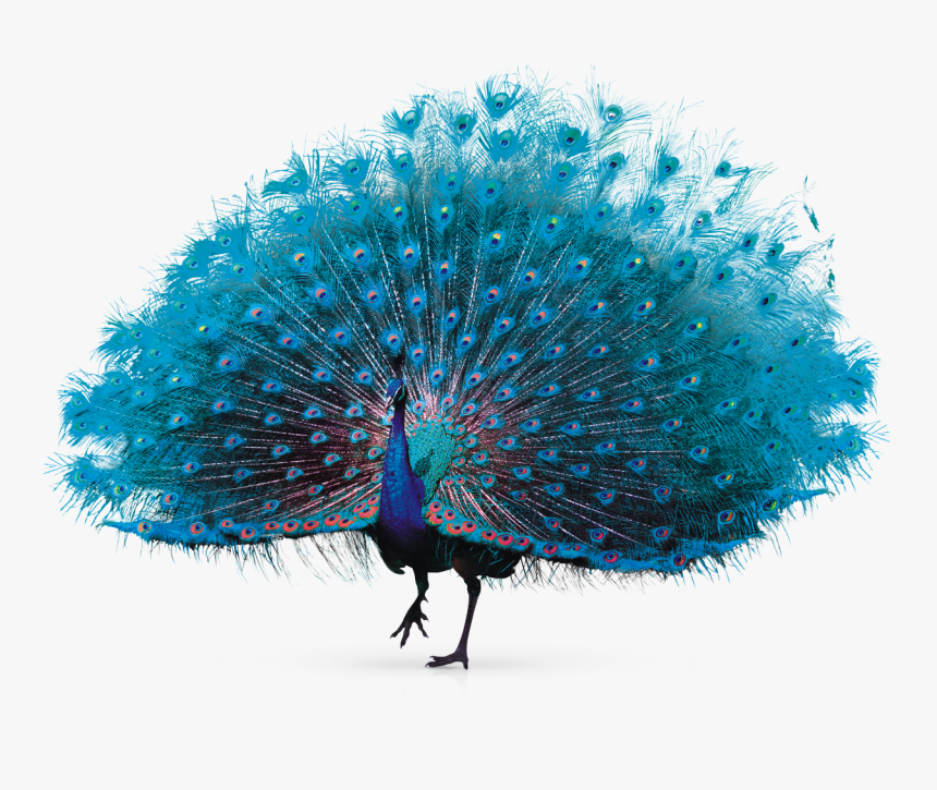 Peacock Feather Png, Transparent Png, Free Download