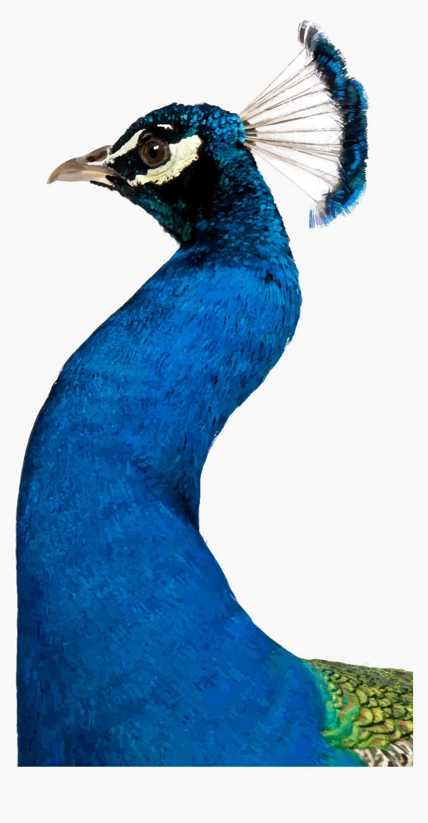 Peafowl, HD Png Download, Free Download