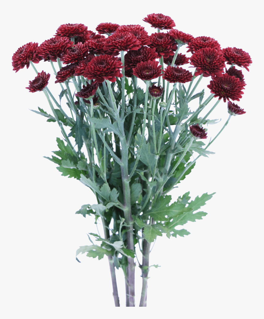 Chrysanthemums Png, Transparent Png, Free Download