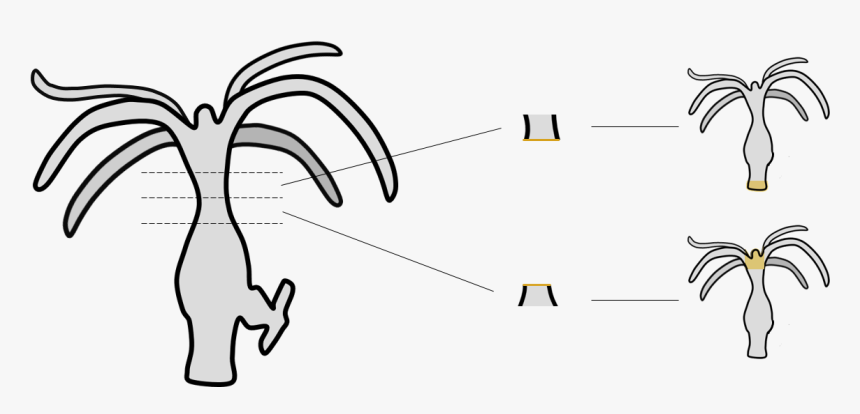 Regeneração Em Hydra - Difference Between Dedifferentiation And Redifferentiation, HD Png Download, Free Download