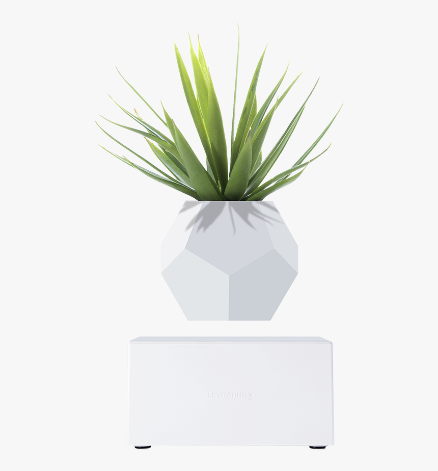 Vase, HD Png Download, Free Download