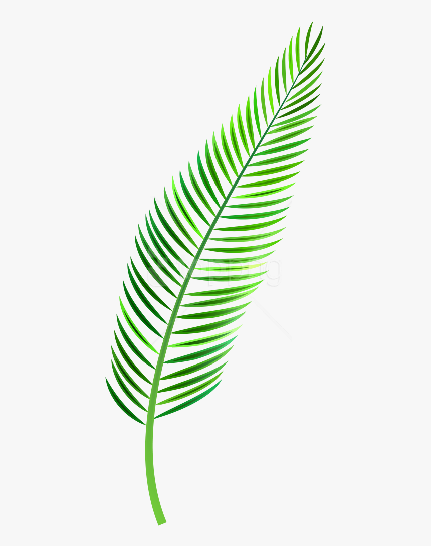 Coconut Leaves Png - Watercolor Palm Leaf Png, Transparent Png, Free Download