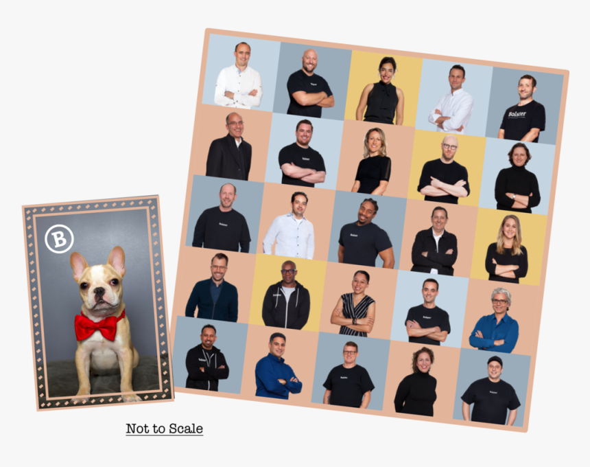 Team - Companion Dog, HD Png Download, Free Download