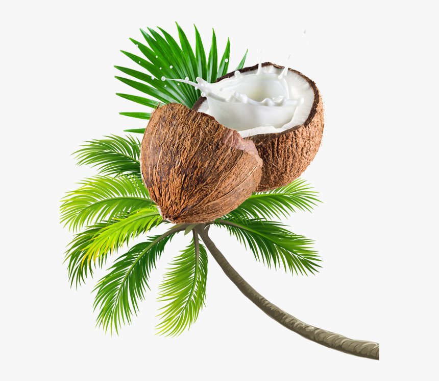 Coconut Tree Transparent Image - Beach Coconut Tree Png, Png Download, Free Download