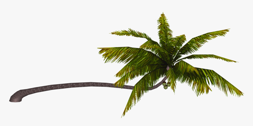 Attalea Speciosa, HD Png Download, Free Download