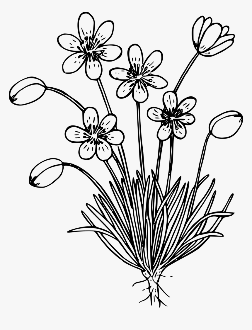 Wild Flower Clip Art Black And White, HD Png Download, Free Download