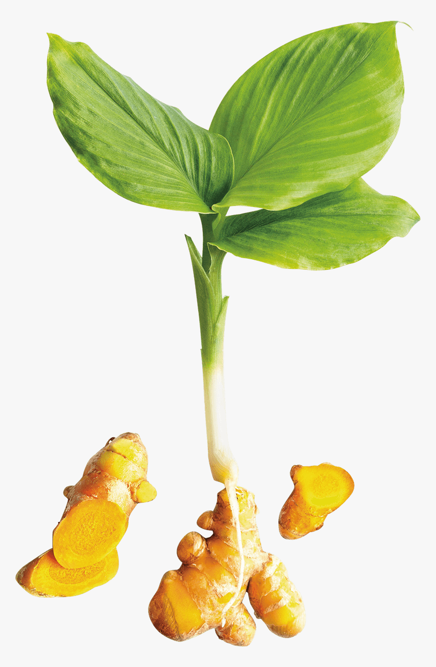 Turmeric Plant Image Png, Transparent Png, Free Download