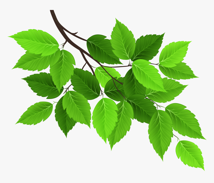 Branch With Green Leaves Png - Branch With Leaves Png, Transparent Png, Free Download