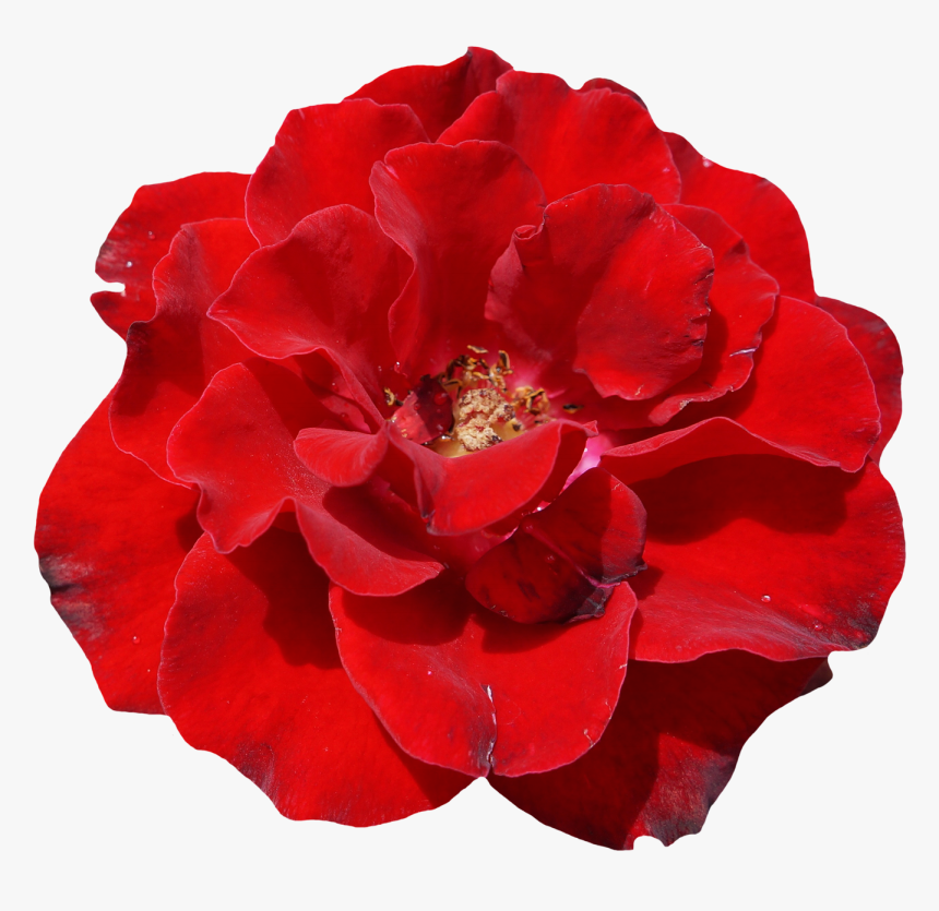 Rose Flower Top View Png Image - Real Red Flower Png, Transparent Png, Free Download