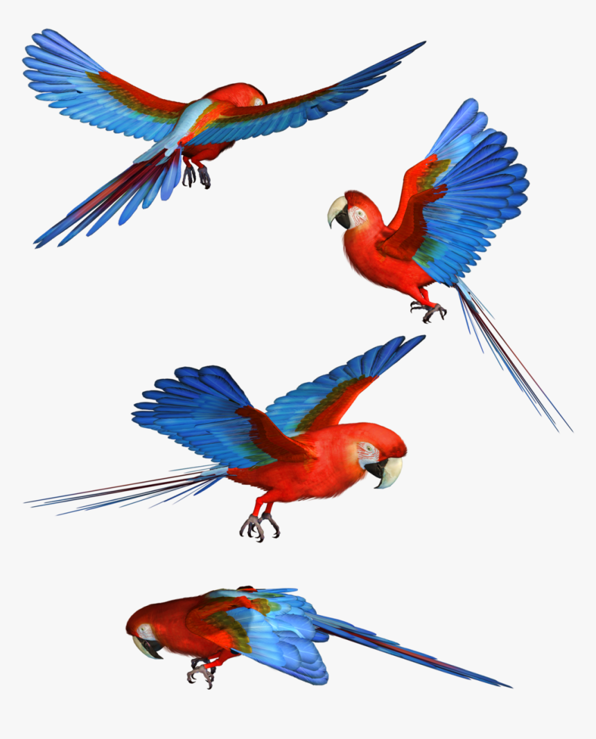 Download Macaw Png Hd - Colorful Flying Birds Png, Transparent Png, Free Download