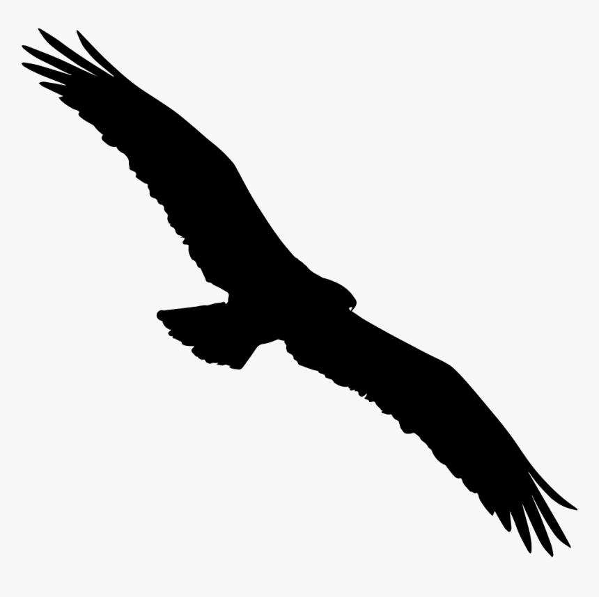 Bird Osprey Shape Comments - Bird Top View Png, Transparent Png, Free Download