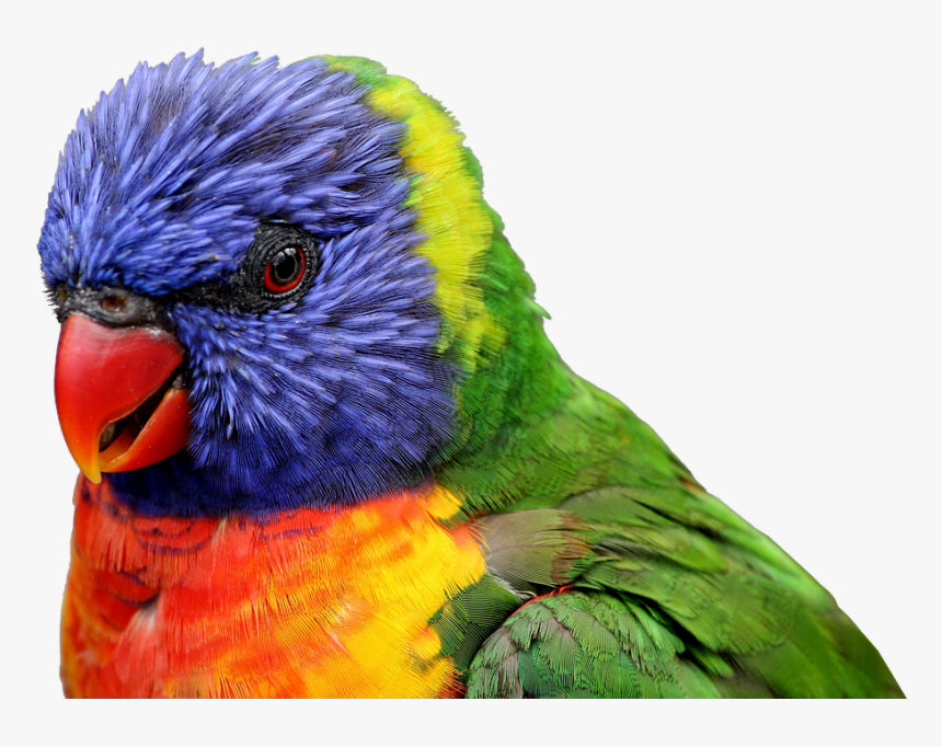 Tropical Birds Png -parrot Bird Feather Tropical Animal - Rainbow Lorikeet Png, Transparent Png, Free Download