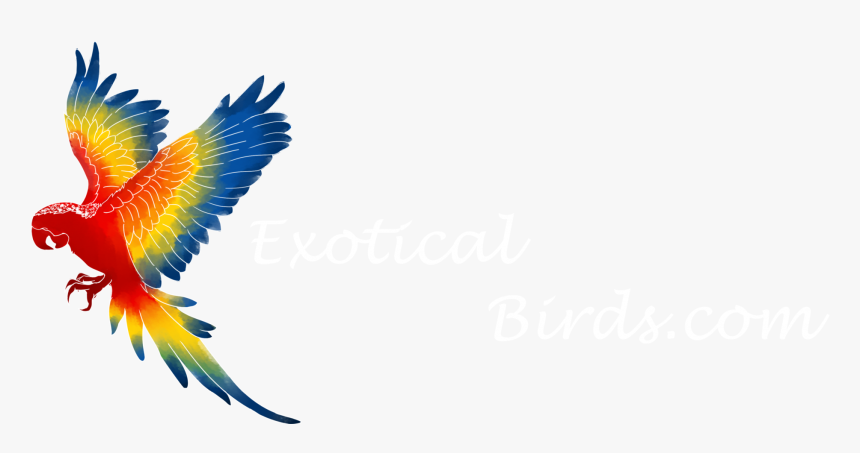 Brazilian Bird Png , Png Download - Clipart Macaw Png, Transparent Png, Free Download