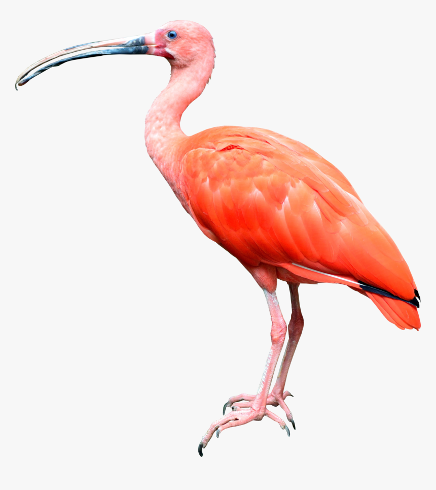 Transparent Bird Transparent Png - Transparent Tropical Bird Png, Png Download, Free Download